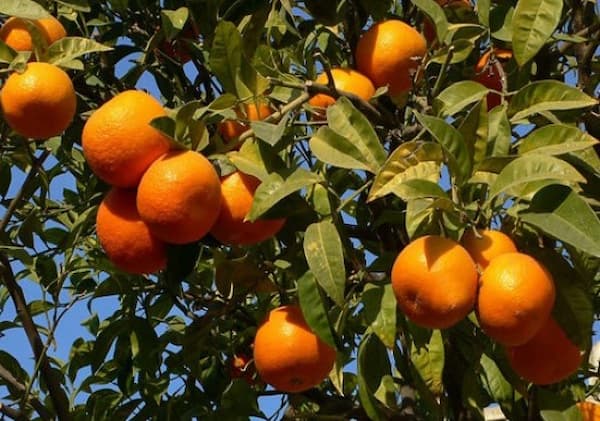 تصویر 4 از قیمت نارنگی پیج با طعم شیرین + پخش تولیدی عمده کارخانه